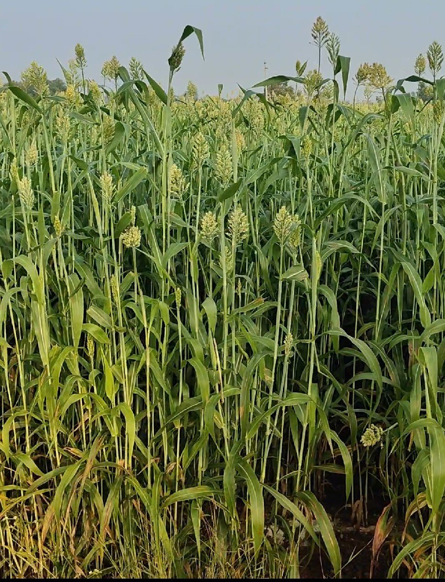 જુવારનું લીલું વેચવાનું છે