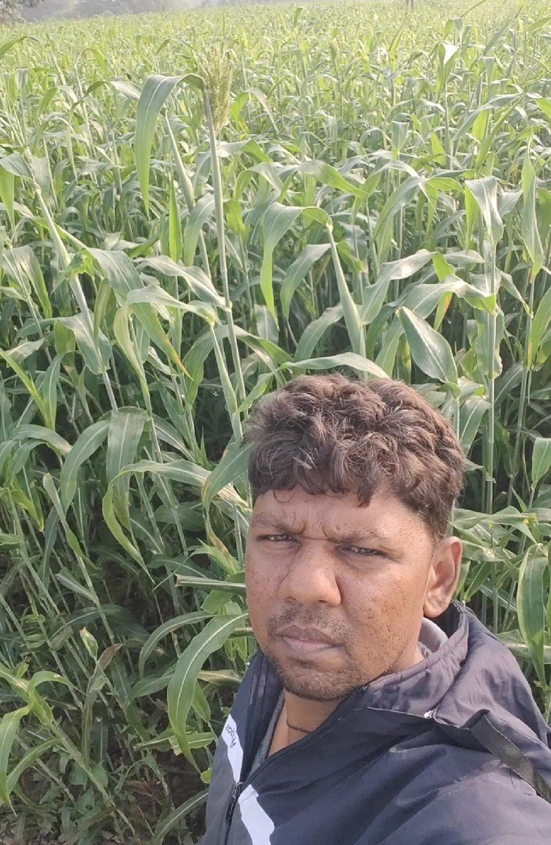 જુવારનું લીલું વેચવાનું છે