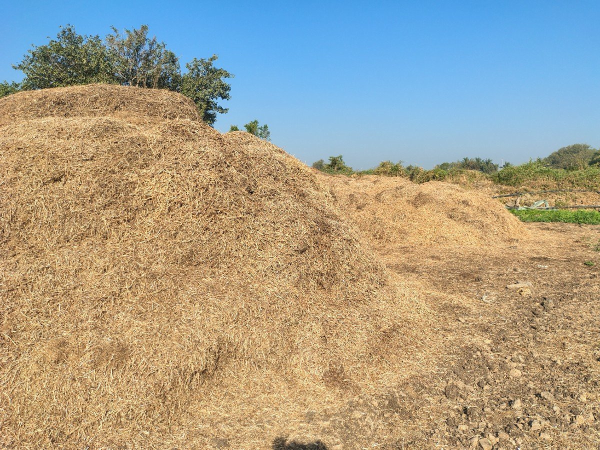 માંડવી નો પાલો (ભૂકો)