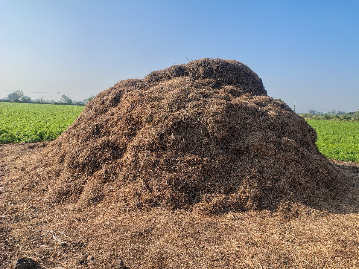 માંડવી નો પાલો (ભૂકો)