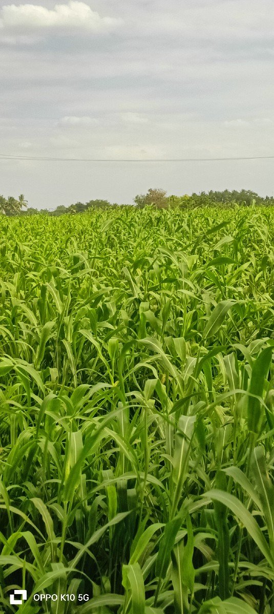 જુવાર નો લીલો સારો