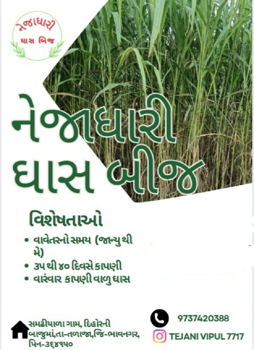 વાઢીયા ઘાસ પશુ ચારા