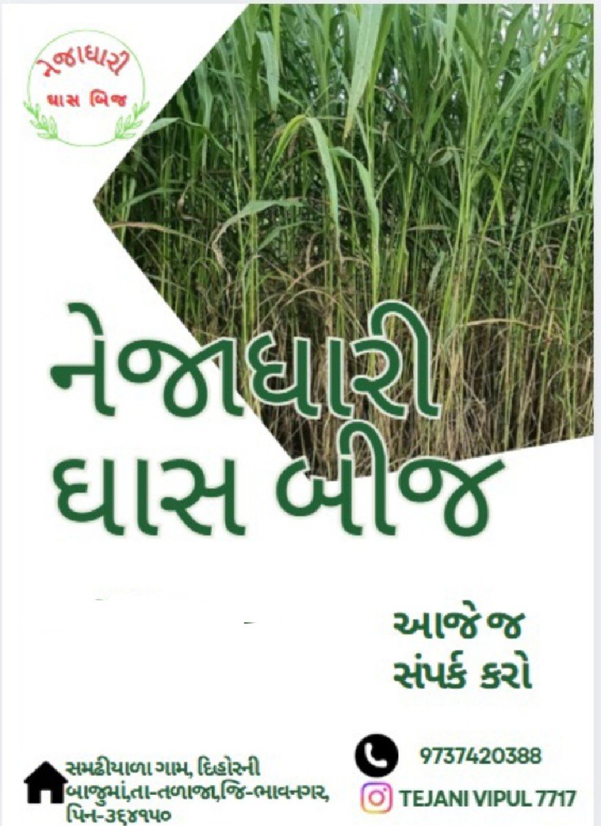 વાઢીયા ઘાસ પશુ ચારા