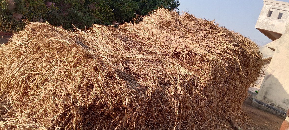 જુવારની કાલર વેચવાની છે