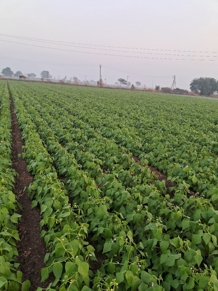 મગફળી નો ભૂકો  palo