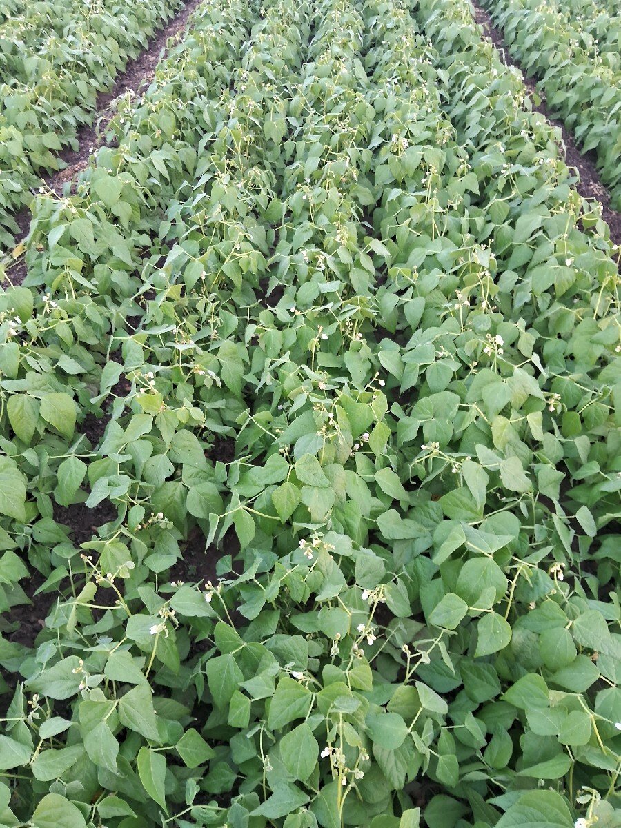 મગફળી નો ભૂકો  palo