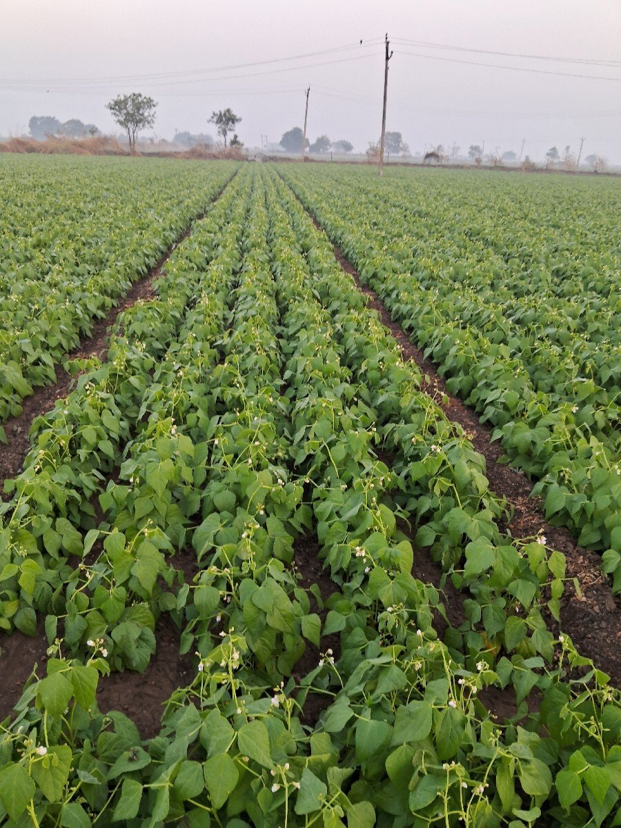 મગફળી નો ભૂકો  palo
