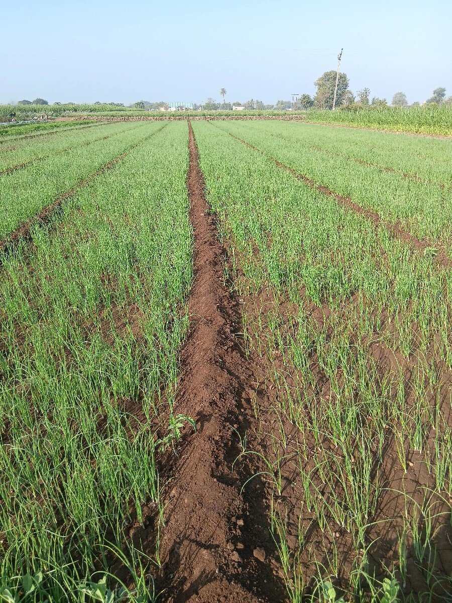 ડુંગળી નો રોપ વેચવાનો છે .