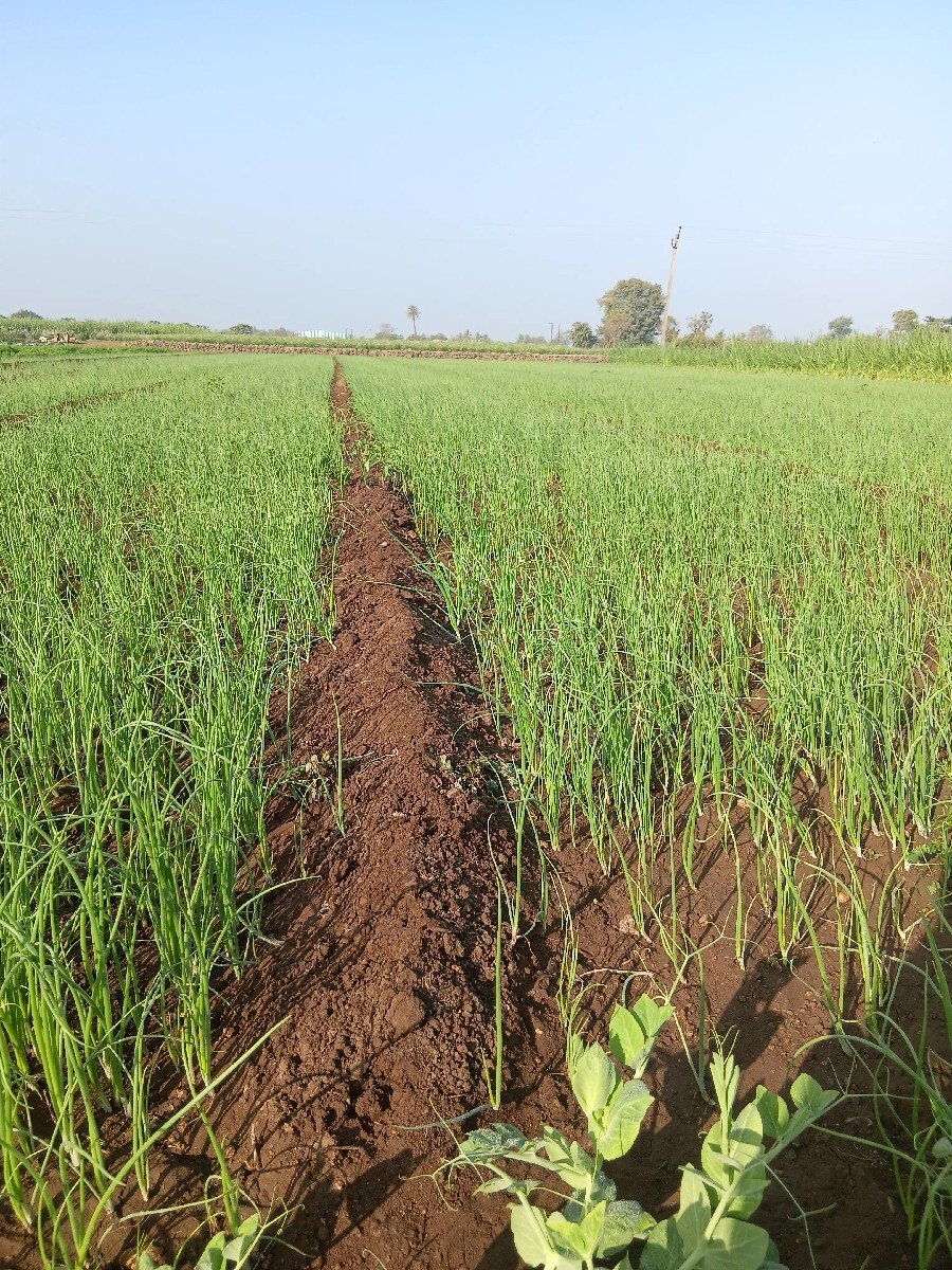 ડુંગળી નો રોપ વેચવાનો છે .