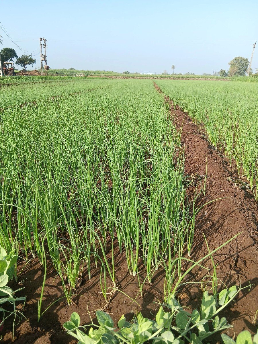 ડુંગળી નો રોપ વેચવાનો છે .