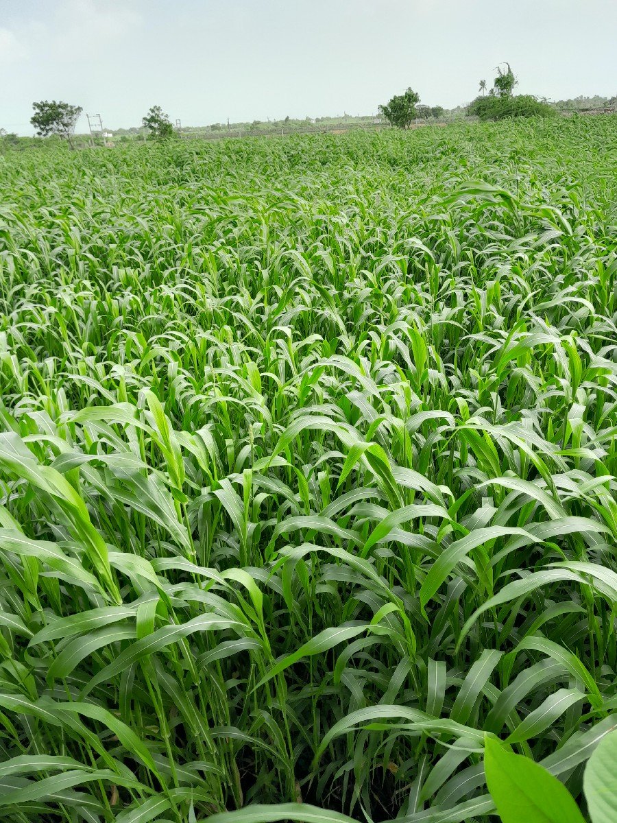 લીલી જવાર નો સારો વેસવા નો છે