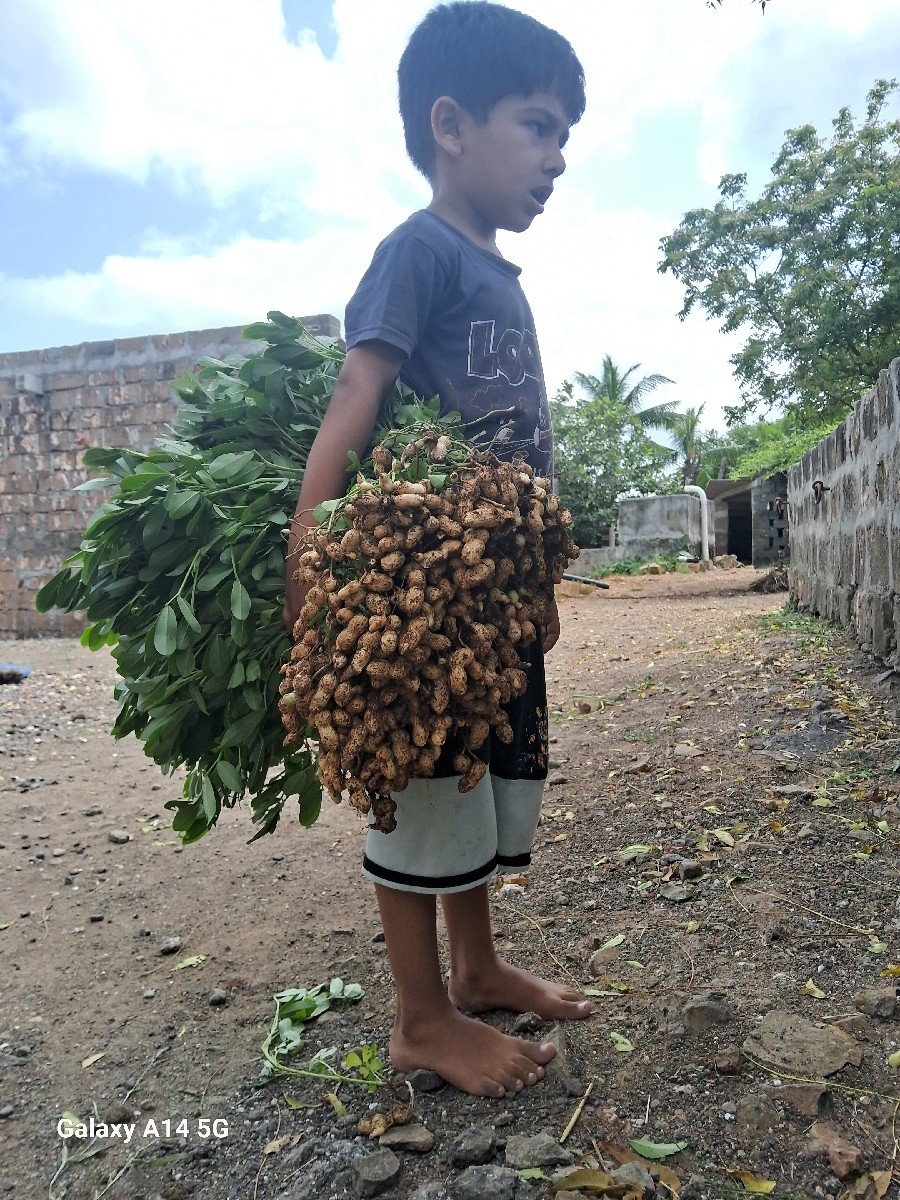 39 nmbar mandvi biyaran