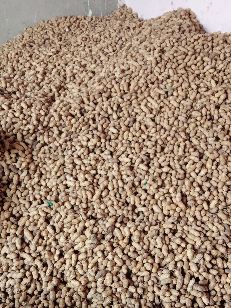 મગફળી. ગિરનાર. પાંચ .વેચવાની.ચ