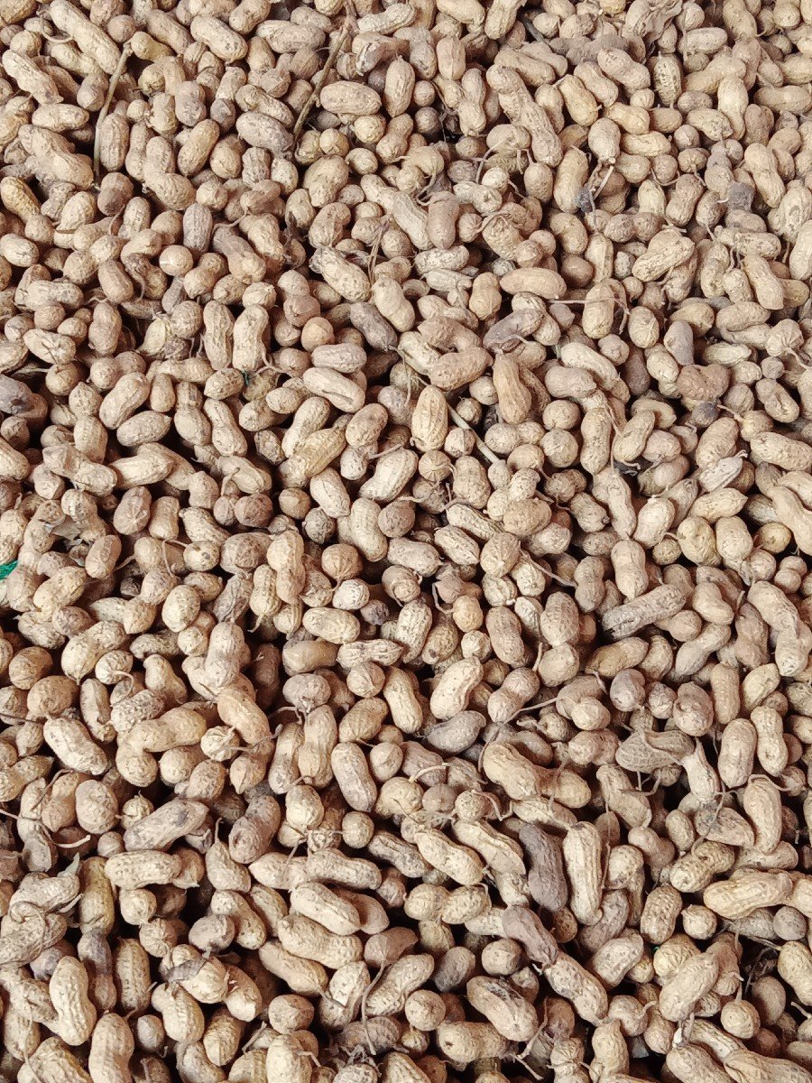 મગફળી. ગિરનાર. પાંચ .વેચવાની.ચ