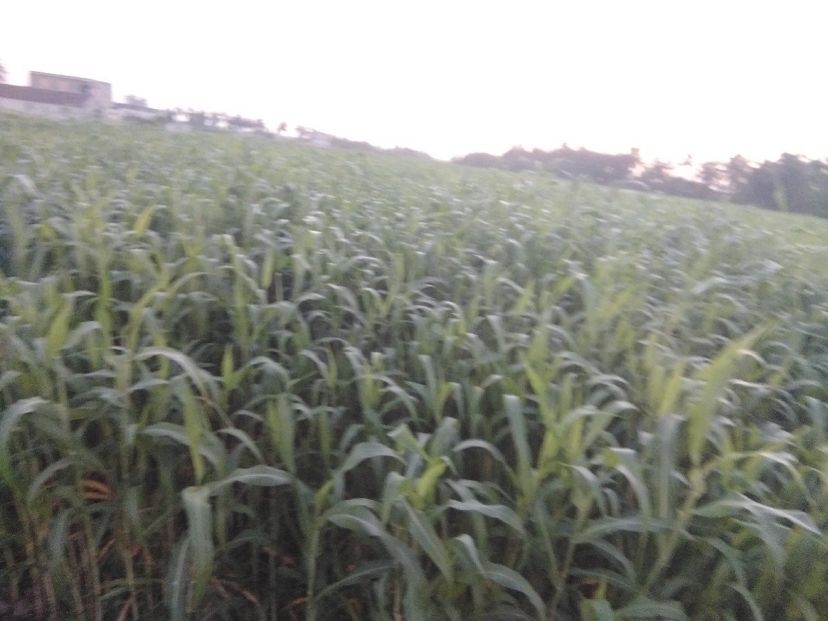 સાર વેચવાની છે લીલી ગામ નગીચાણા