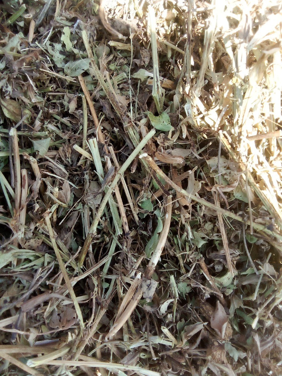 22 નબર માડવી નો ભુકો