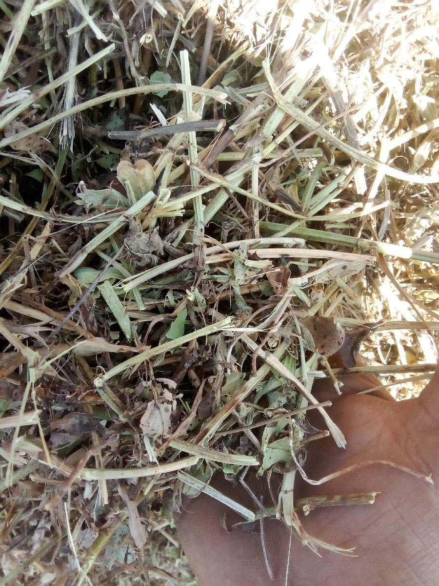 22 નબર માડવી નો ભુકો