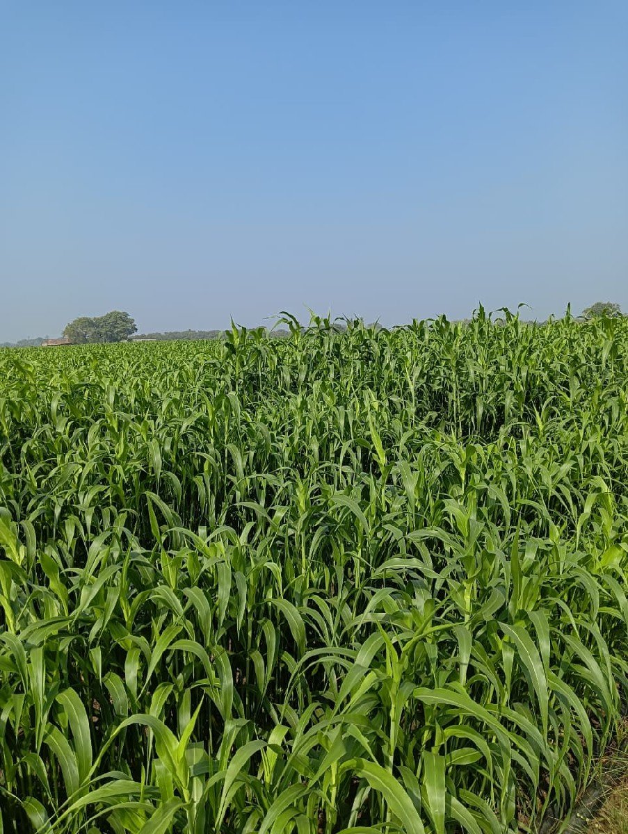 જુવાર વેચવાની છે