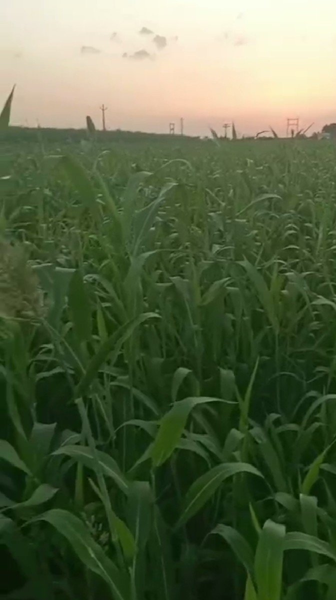 જુવાર
