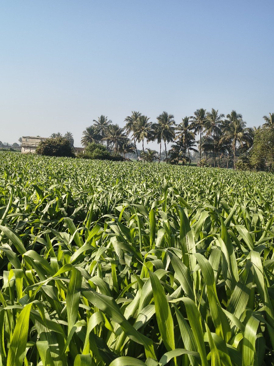 મકાઈ