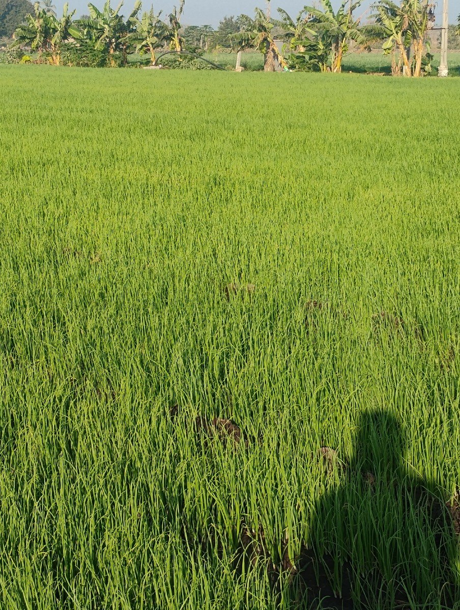 પિડી પતિ ડુંગળી નો રોપ .