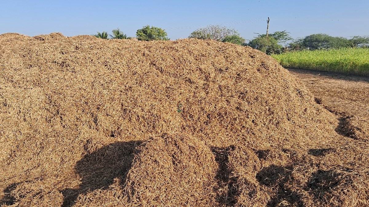 માંડવીનો ભુક્કો