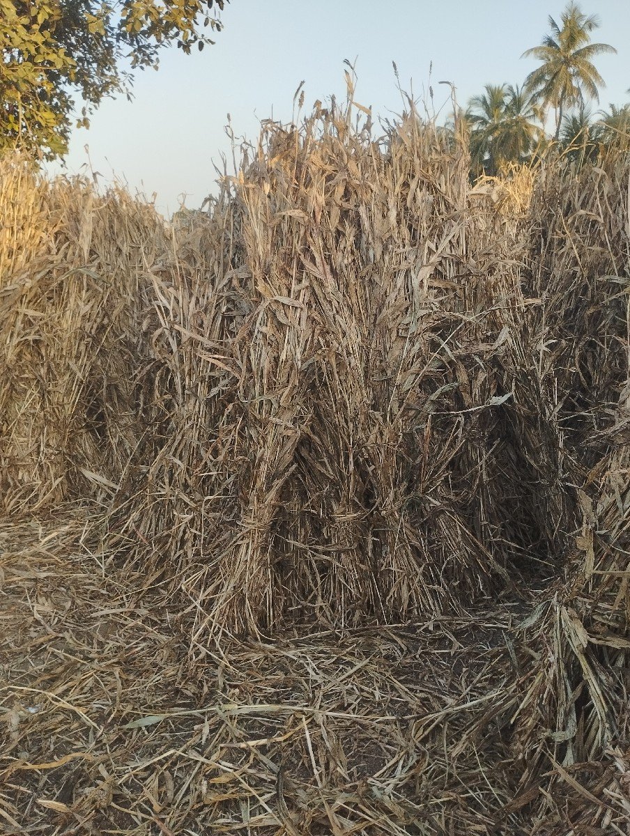 જુવારની સાર વેશવાની છે