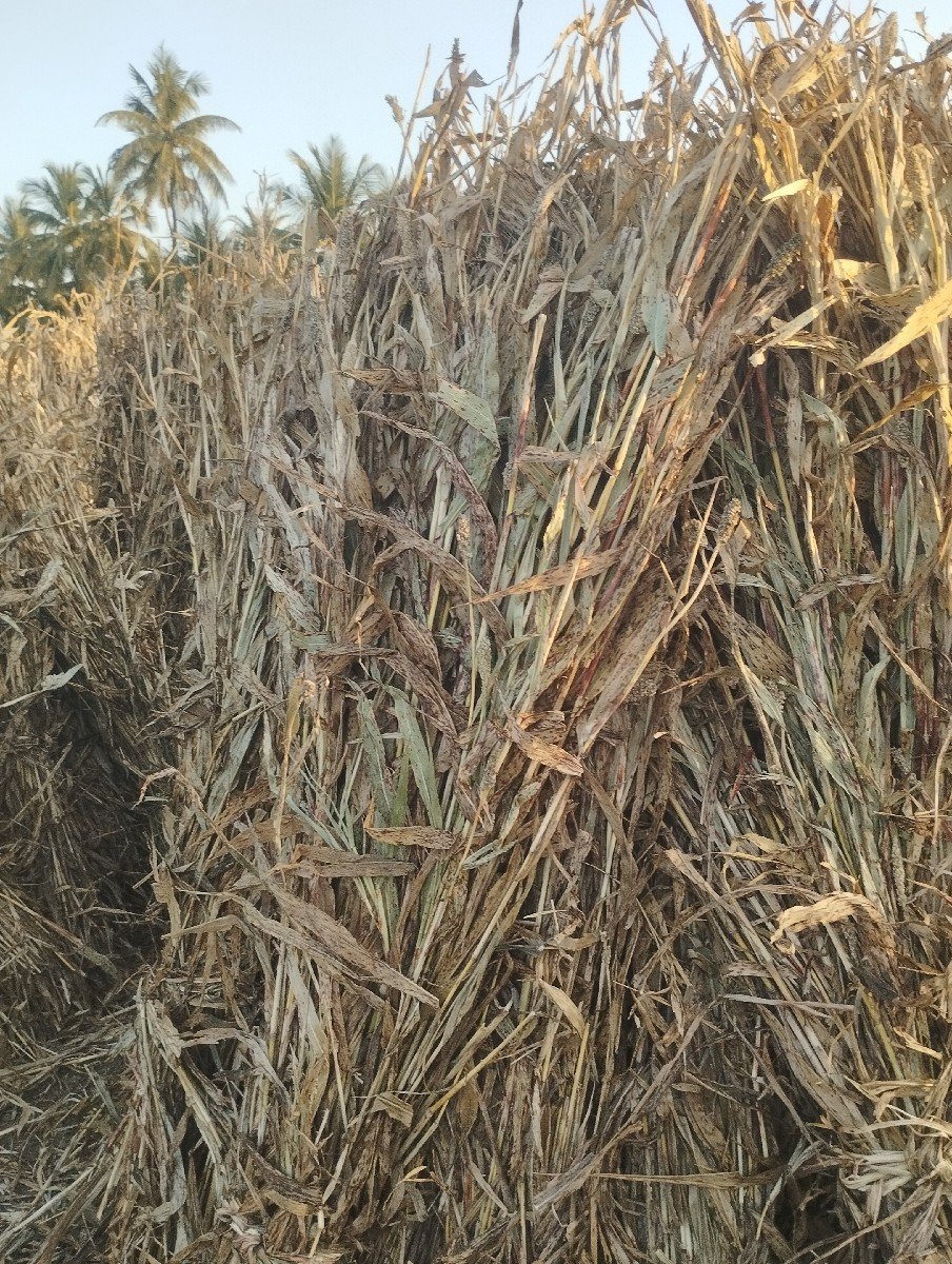 જુવારની સાર વેશવાની છે