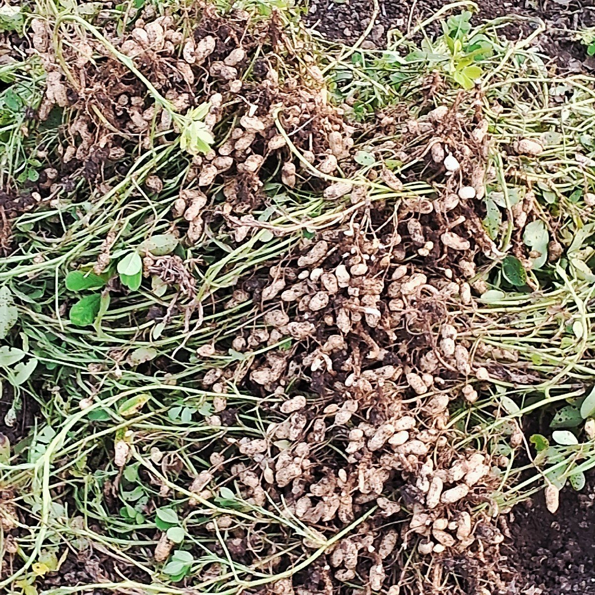 જી ૨૨ નંબર મગફળી વેચવાની બિયારણ
