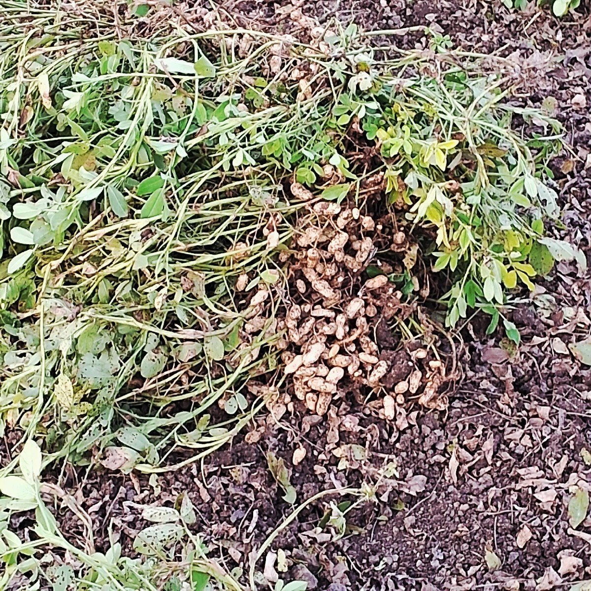 જી ૨૨ નંબર મગફળી વેચવાની બિયારણ