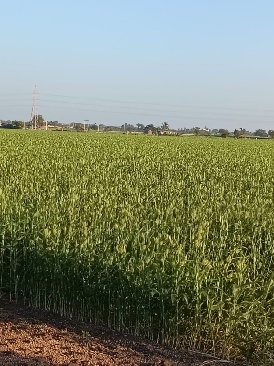 લીલી જુવાર વેસવાનિસે
