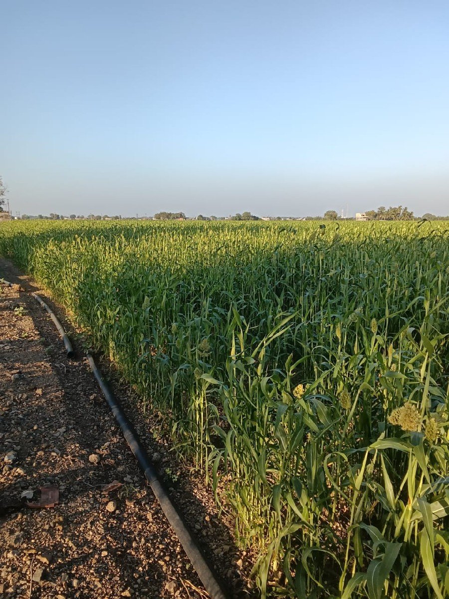 લીલી જુવાર વેસવાનિસે