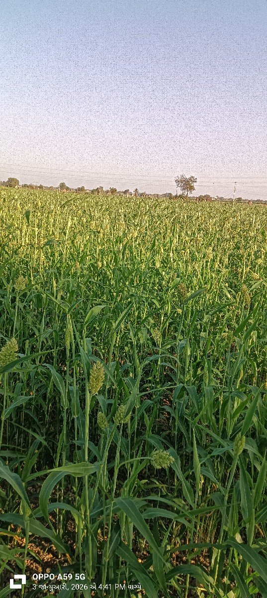 નિરણ વેચવા ની છે