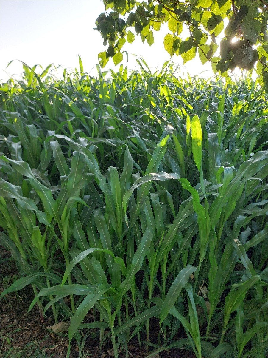 મકાઈ‌‌‌ વેચવા‌‌ ની‌ છે