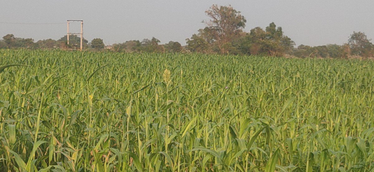 જુવાર વેચવાની