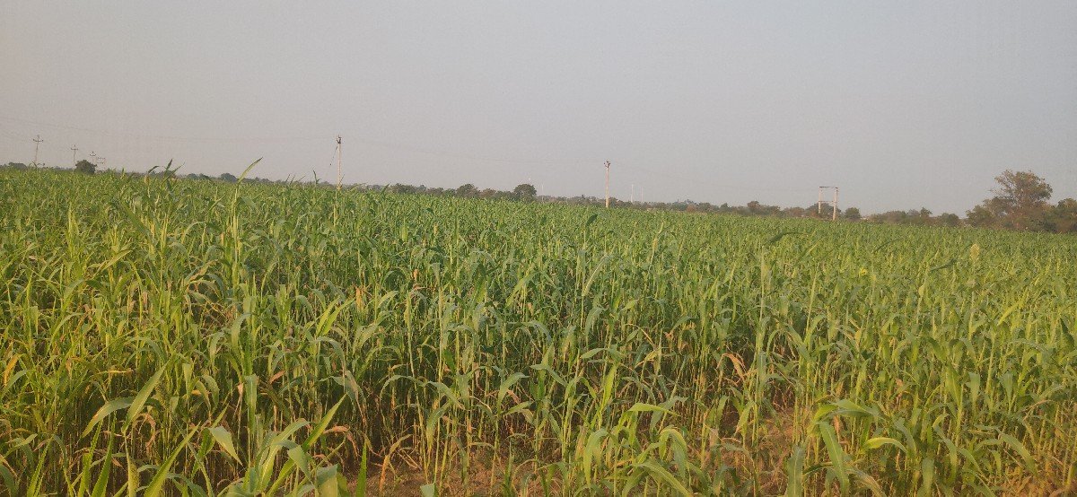 જુવાર વેચવાની
