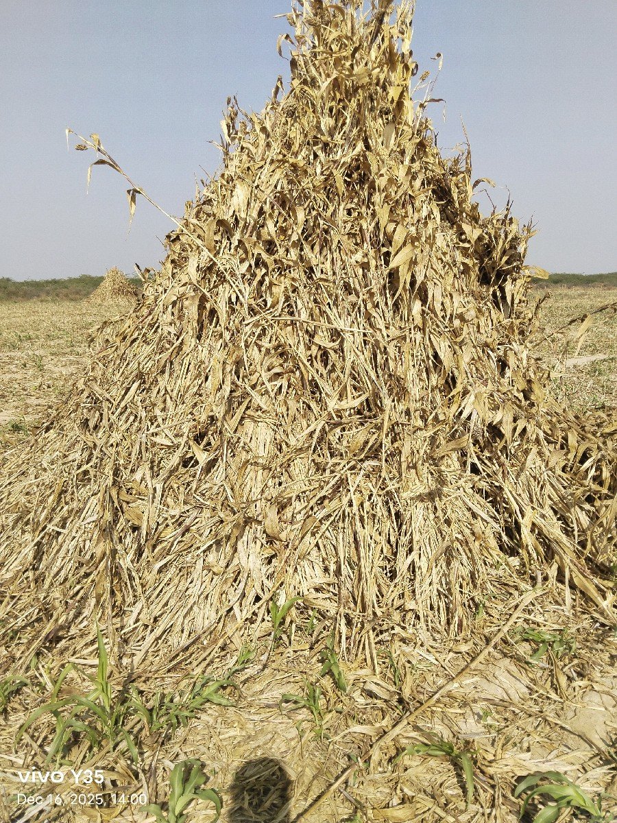 ચરો
