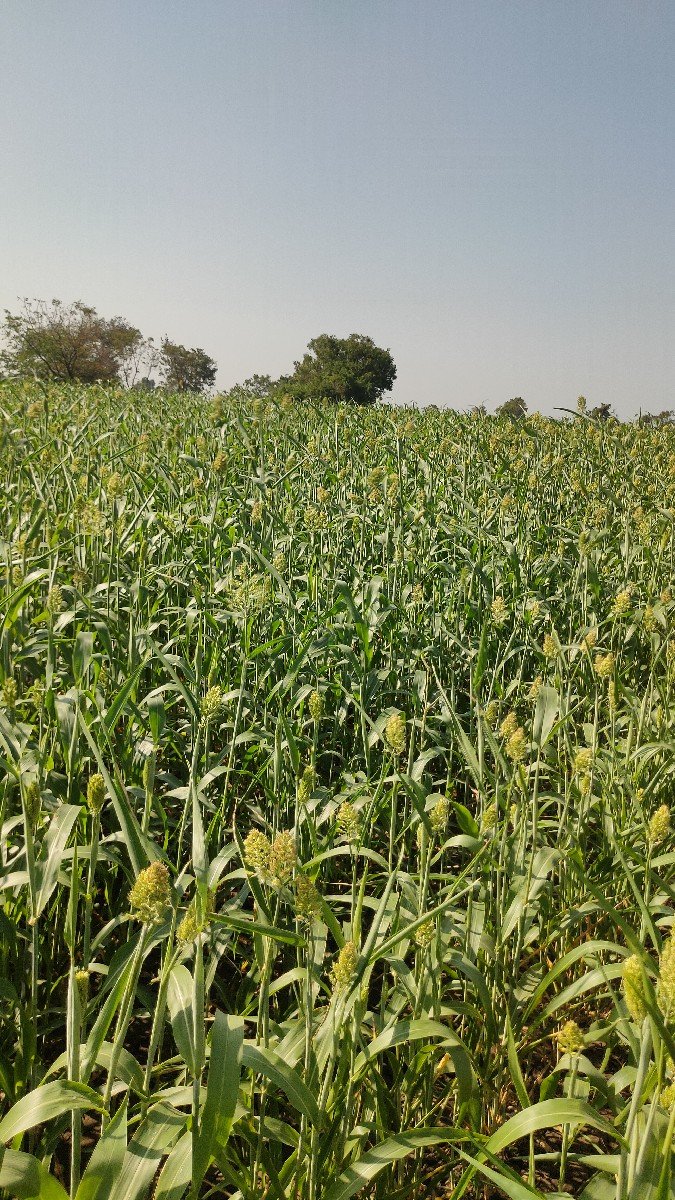 જુવાર નો સારો