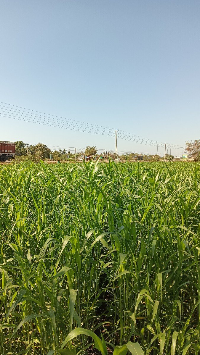 લીલી જુવારનો ચારો