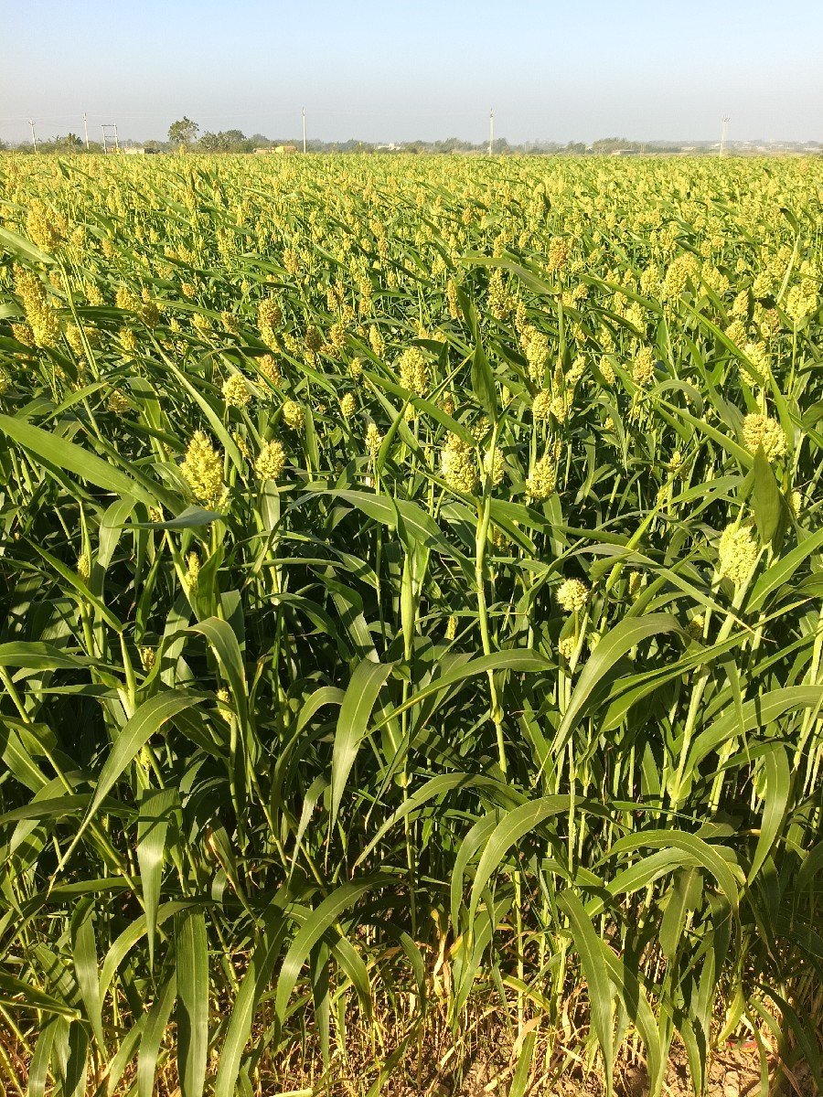લીલી જુવાર  વેચવાની સે.