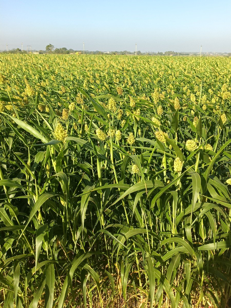 લીલી જુવાર  વેચવાની સે.