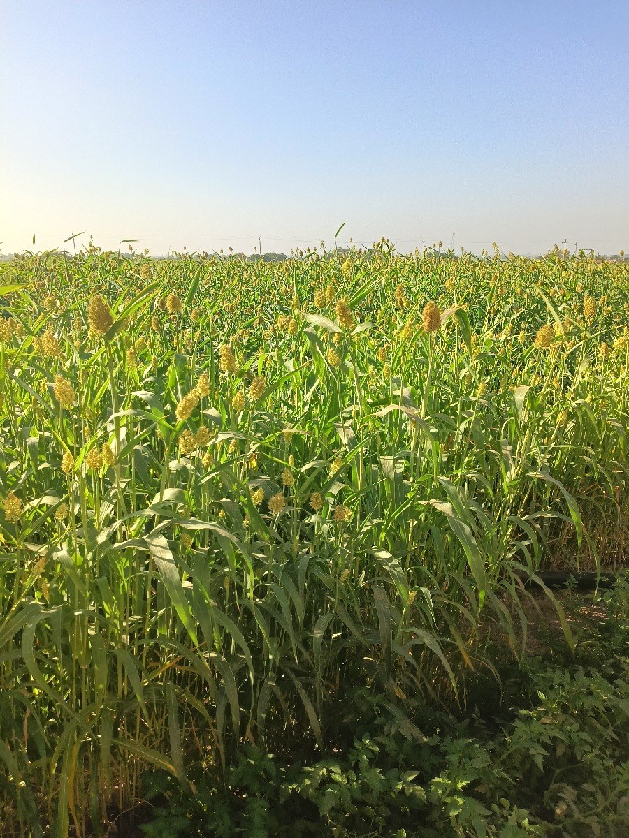 લીલી જુવાર  વેચવાની સે.