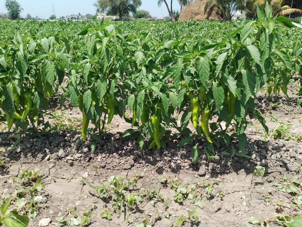 મરશી