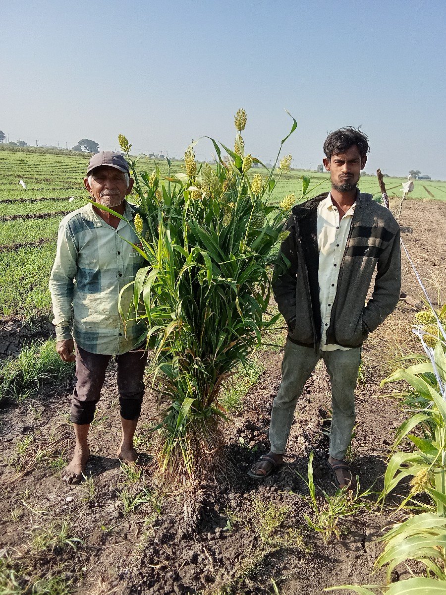જુવાર ની નીણ વેચવાની છે