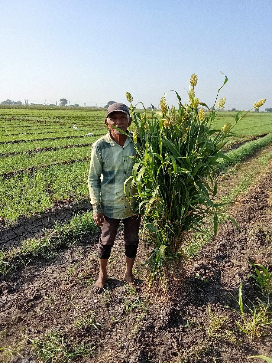 જુવાર ની નીણ વેચવાની છે