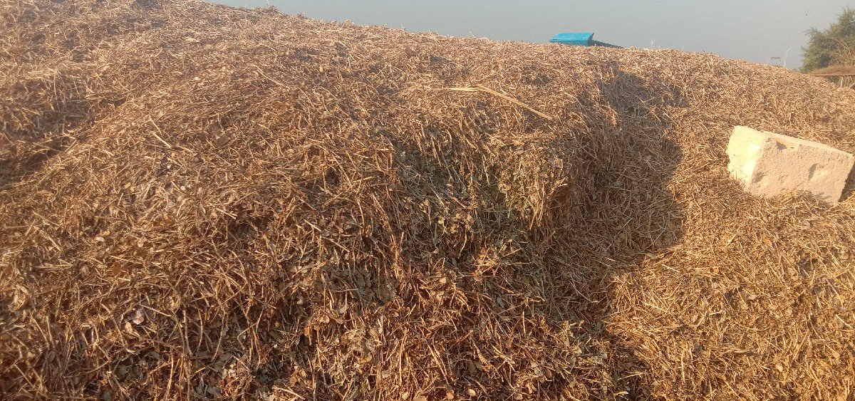 માંડવી નો ચારો વેચવા નો છે