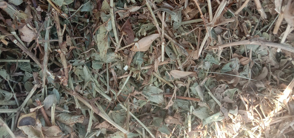 માંડવી નો ચારો વેચવા નો છે