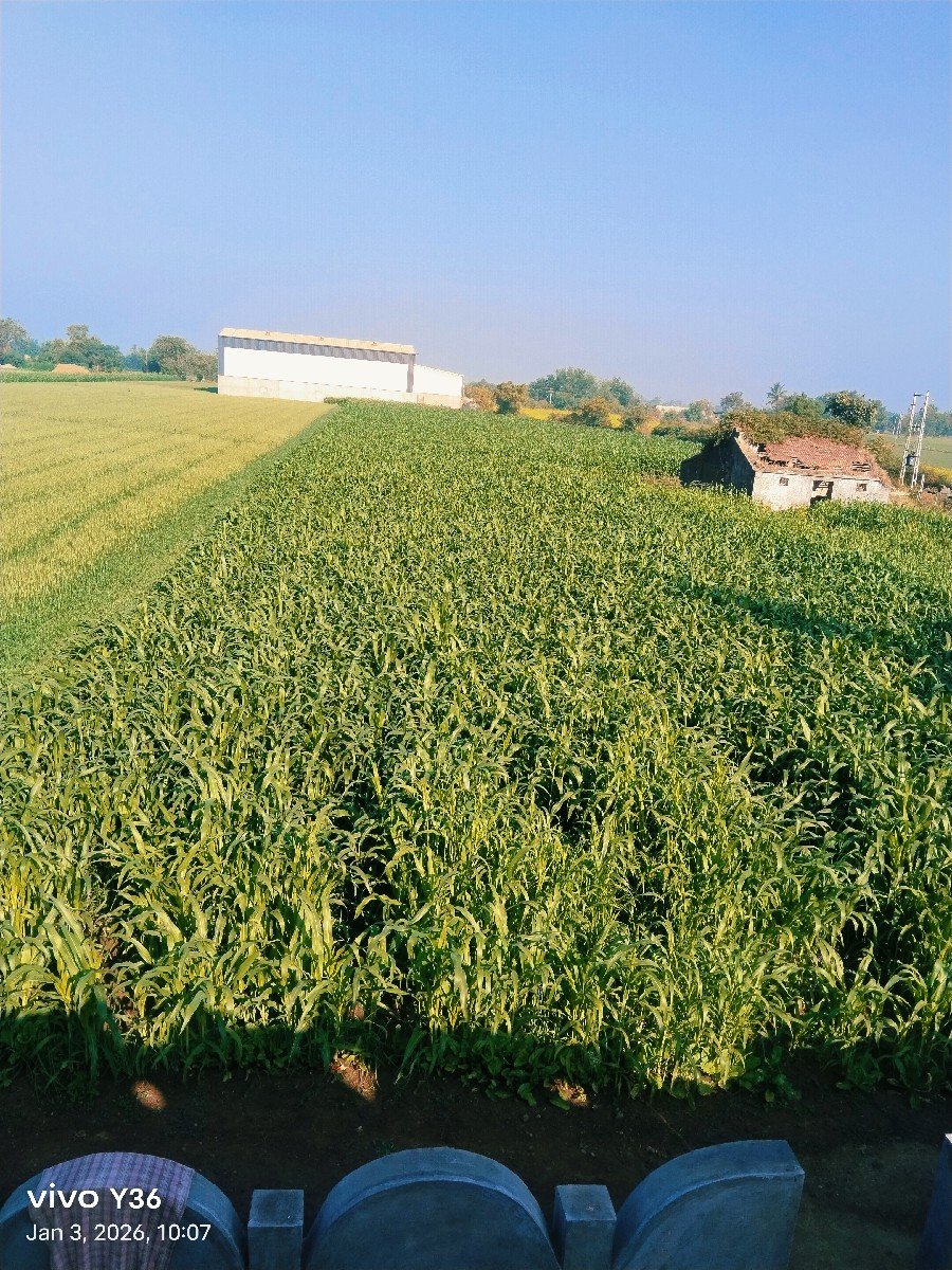 makay મકાઈ