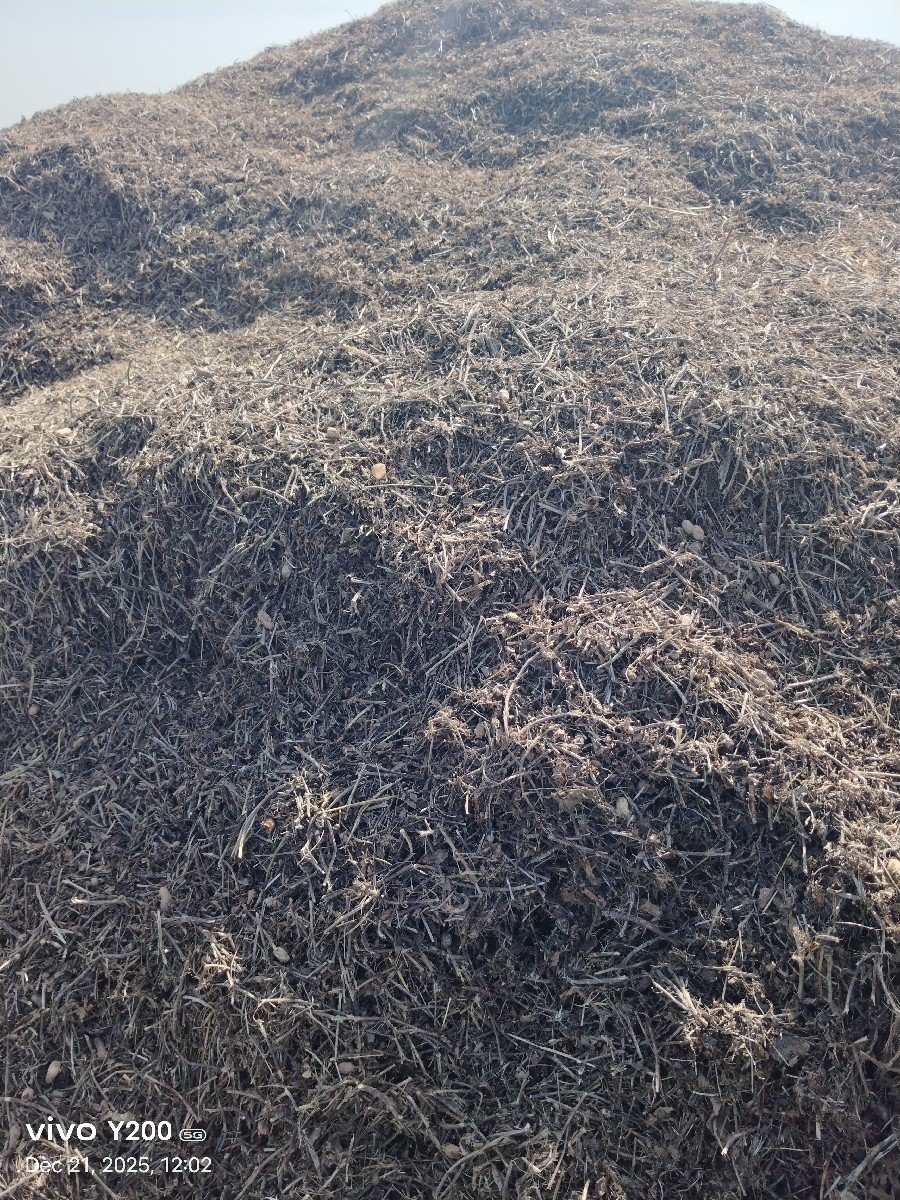 મગફળી નૉ પાલૉ ભુકૉ વેશવાનૉ છે
બ