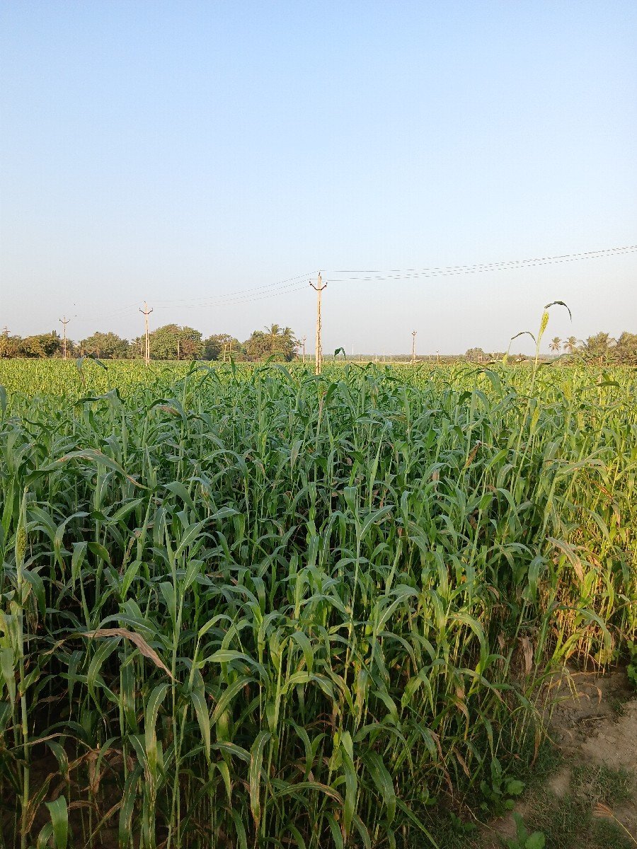 લીલી જુવાર નો સારો વેસવાનો સે 3